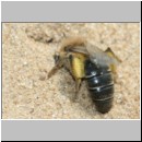 Andrena barbilabris - Sandbiene 13 Weibchen 10mm Sandgrube Niedringhaussee.jpg